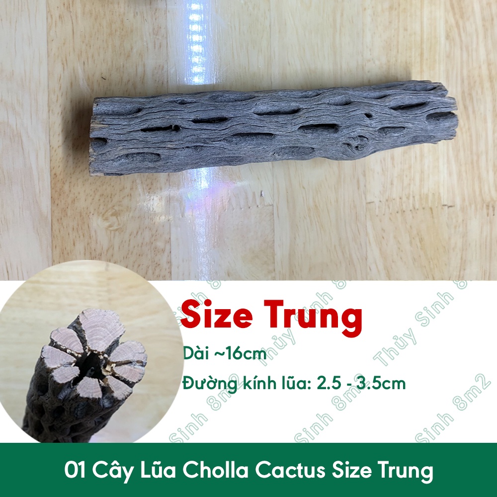 Lũa Cholla Cactus Lớn Trung Nhỏ - Đồ Chơi Cho Tép Cảnh Thủy Sinh - 8m2