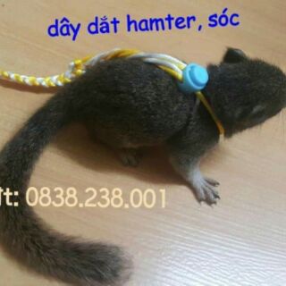 Dây dắt hamter,sóc