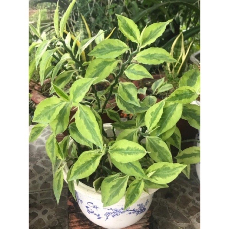 Cây hồng tước san hô