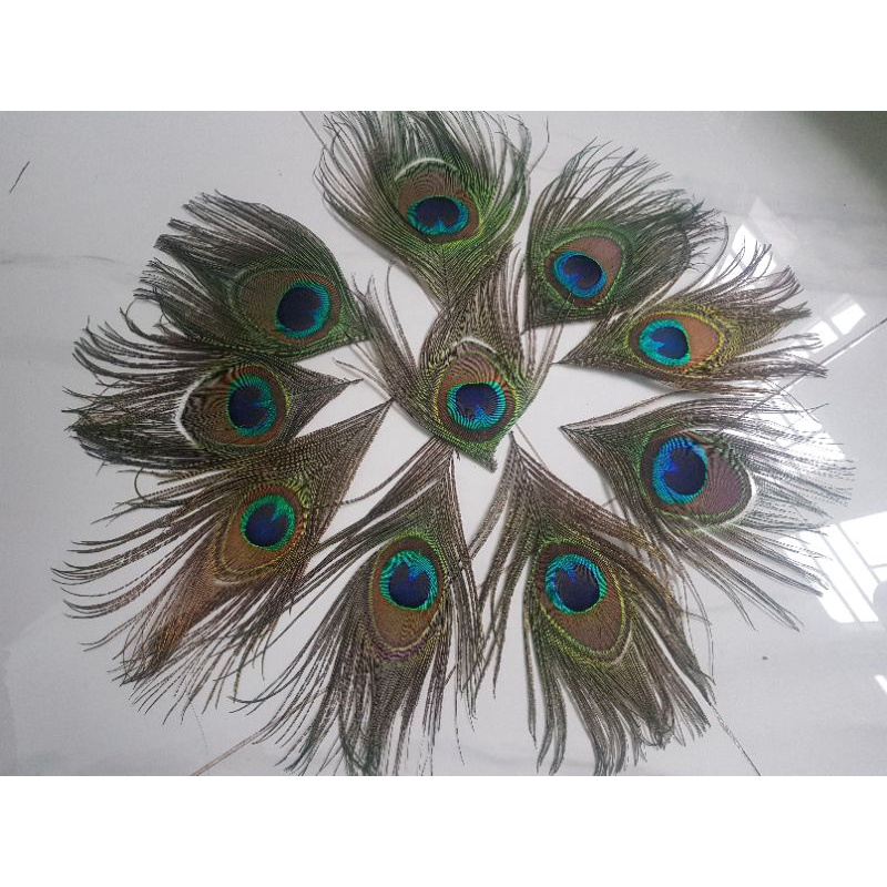 Lông công phong thủy 20_30cm mắt lớn