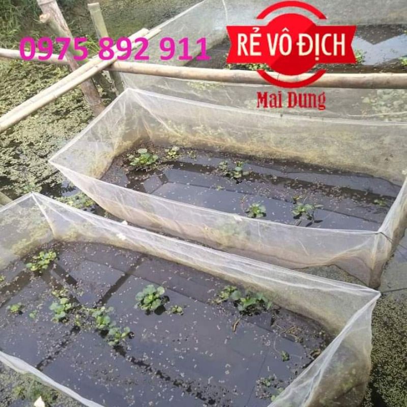 Tráng nuôi ốc nhồi mới nở