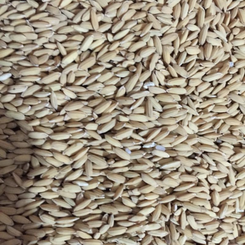 Hạt giống lúa nếp nương túi 500g