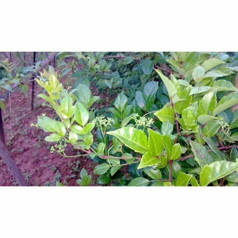 CHÈ DÂY RỪNG SA PA CHUẨN XỊN LOẠI NGON[1kg] | BigBuy360 - bigbuy360.vn