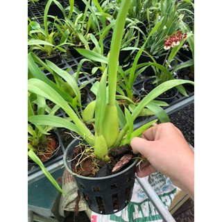 Vũ nữ hoa vàng sắp nụ