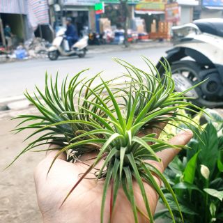 [Siêu khuyến mại] không khí hồng anh mầu xanh