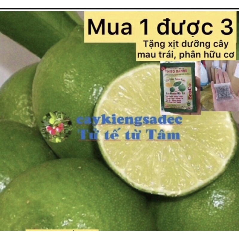 Caykiengsadec cây chanh tứ quý+ tặng phân  bón - hoa kiểng lá - cây ăn trái - cảnh quan ngoài trời - trang trí nội thất