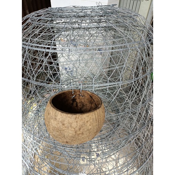 Gáo dừa cho gà ăn, uống nước