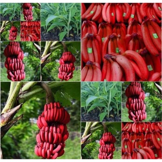Cây Giống Chuối Đỏ Cấy Mô Siêu Sớm (Chuẩn Giống Cây Trồng)