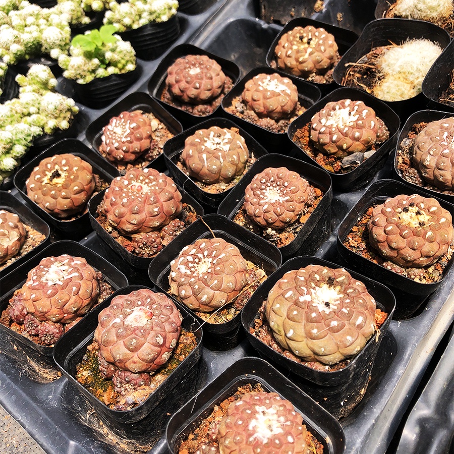 Xương Rồng COPI NÂU HÀNG HẠT Size Chậu 5.5cm, 1 Đổi 1