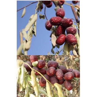 Táo đỏ Tân Cương 1kg