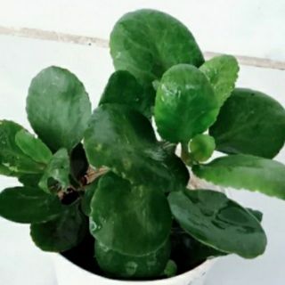 Hoa sống đời đơn hoa đỏ (Chỉ giao miền bắc)