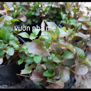 combo 2 bầu cây xà lách xoong nhật