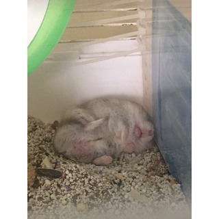 Cát Buddy Ấn 7,5KG