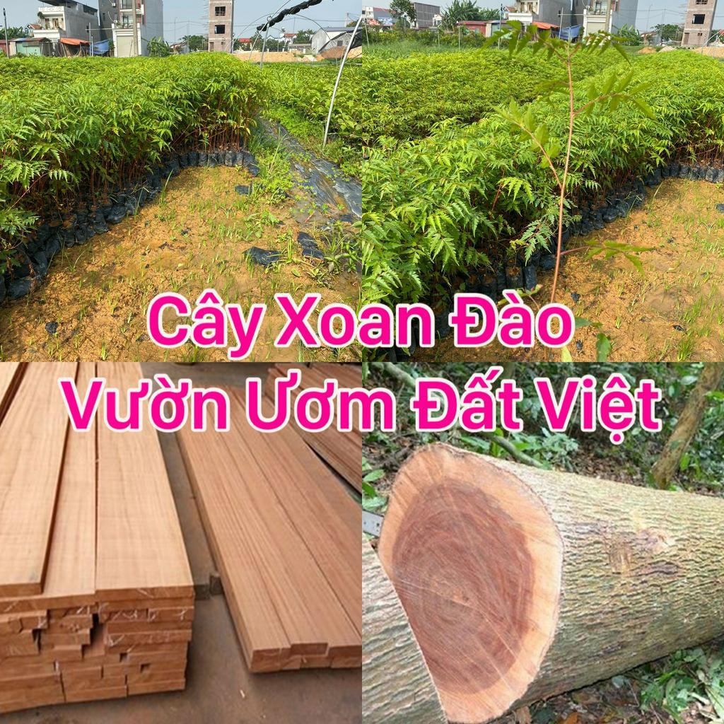 Cây giống xoan đào cao 40 cmO96I44I236( mua 10 cây tặng 1 ).