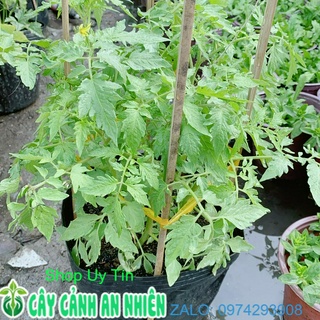 Cây Mướp Hương