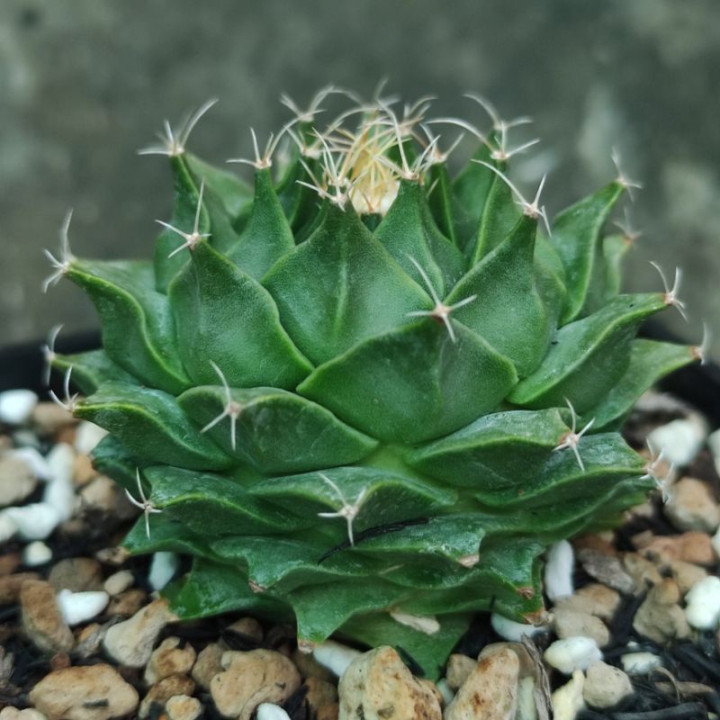 Xương rồng đài sen - hàng hạt - Size cây 4.5-5.5cm - Hoa trắng