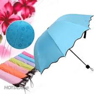Ô NỞ HOA KHI GẶP NƯỚC