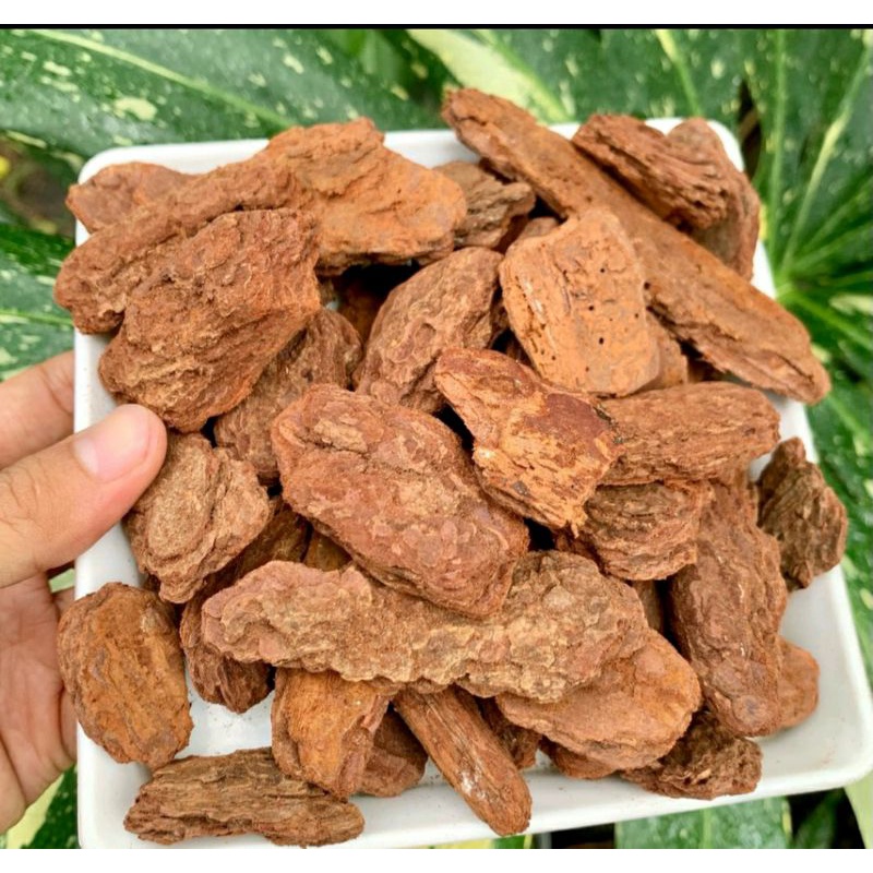 1Kg Vỏ Thông  Trồng Lan &Kiểng Lá