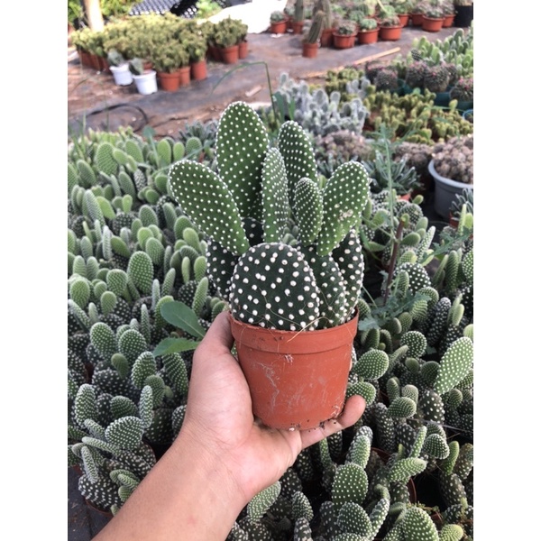 Xương Rồng TAI THỎ Chậu 9cm Nhiều Cây, 1 đổi 1 (Xương Rồng Nhật Tân)