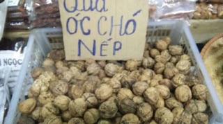 Óc chó sapa