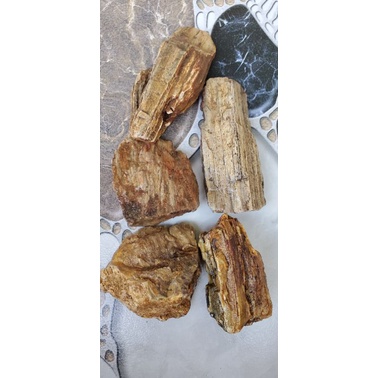 Gỗ hóa thạch