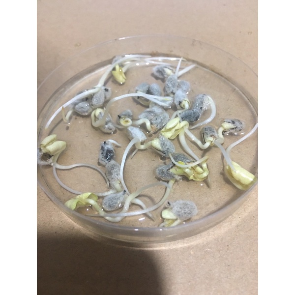 🌱Hạt giống bông vải ta ra hoa một vụ có gói 99 gram và 250 gram tỉ lệ nảy mầm 97%