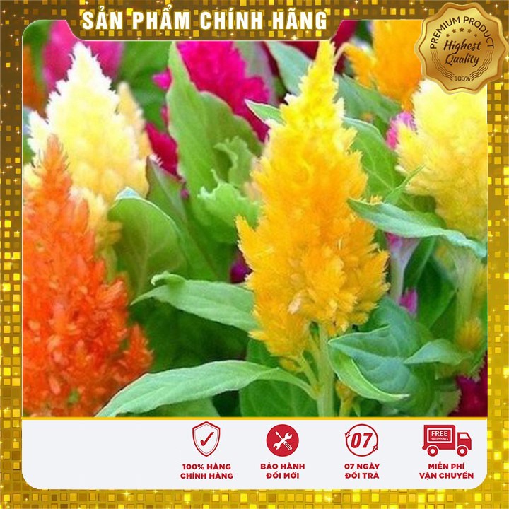 Hạt giống hoa mào gà lửa mix nhiều màu trồng chậu  - 100 hạt