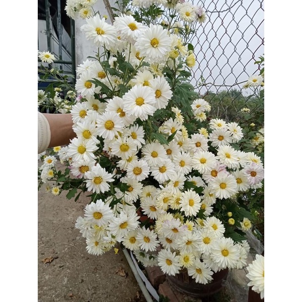 Com bo 2 Cây giống cúc rủ kép
