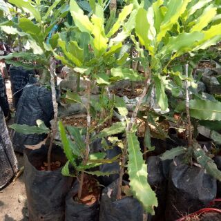 Cây mắc ca giống