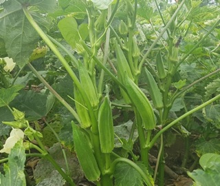 hạt giống đậu bắp-gói 20gr