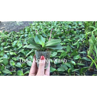 [TET 2021]Hồ Điệp Mini Đang Ngồng Cho Hoa Tết