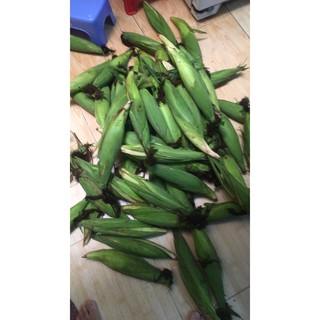 Bắp Nữ Hoàng Đỏ Sạch