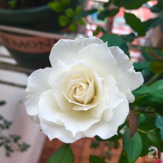 Hoa hồng ngoại Nhật Shizuku Rose trắng - MinaKun Shop