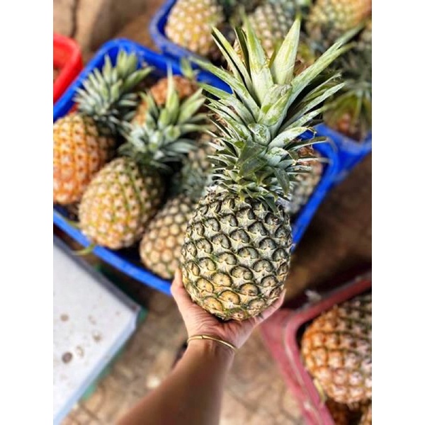 thơm mật lâm đồng trái