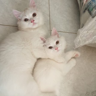 Ton & Trump Pet's shop