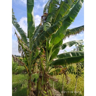lá chuối tươi 1 ký