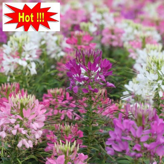Hạt giống Hồng ri (50 hạt nhiều màu)