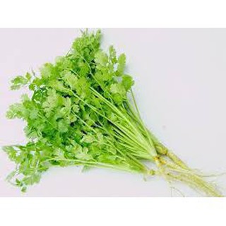 10 gram hạt giống rau ngò rí ht