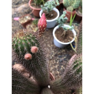 Xương Rồng ĐUÔI CHỒN Nâu Hoa Đỏ, Cao 25-30 cm, Đủ Tuổi Ra Hoa, 1 đổi 1 (Xương Rồng Nhật Tân)