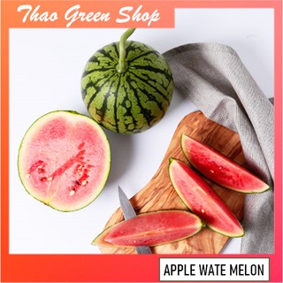 Hạt giống dưa hấu trái táo baby (Apple WaterMelon ) 20 hạt