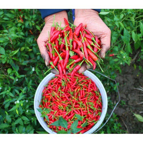 10kg Chili Flakes - Ớt vẩy