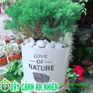 Chậu cây tùng bồng lai