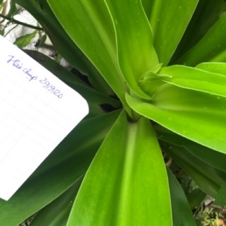 Combo trinh nữ hoàng cung