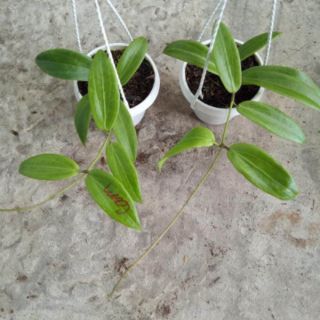 Cẩm cù hoa cam siêu đẹp