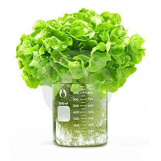 Thủy canh Bio - Life ( L )