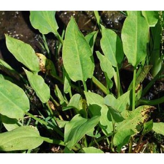 Hạt giống trạch tả - (Cây dược liệu ) 50 hạt -hg10