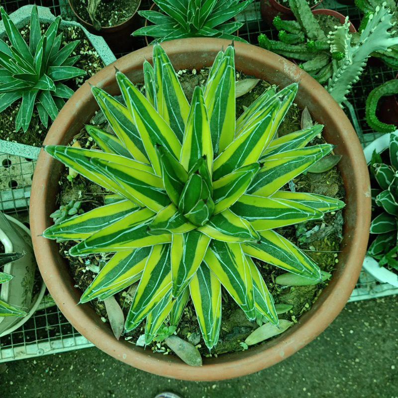 Dứa Vitoria var vàng size to