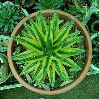 Dứa Vitoria var vàng size to