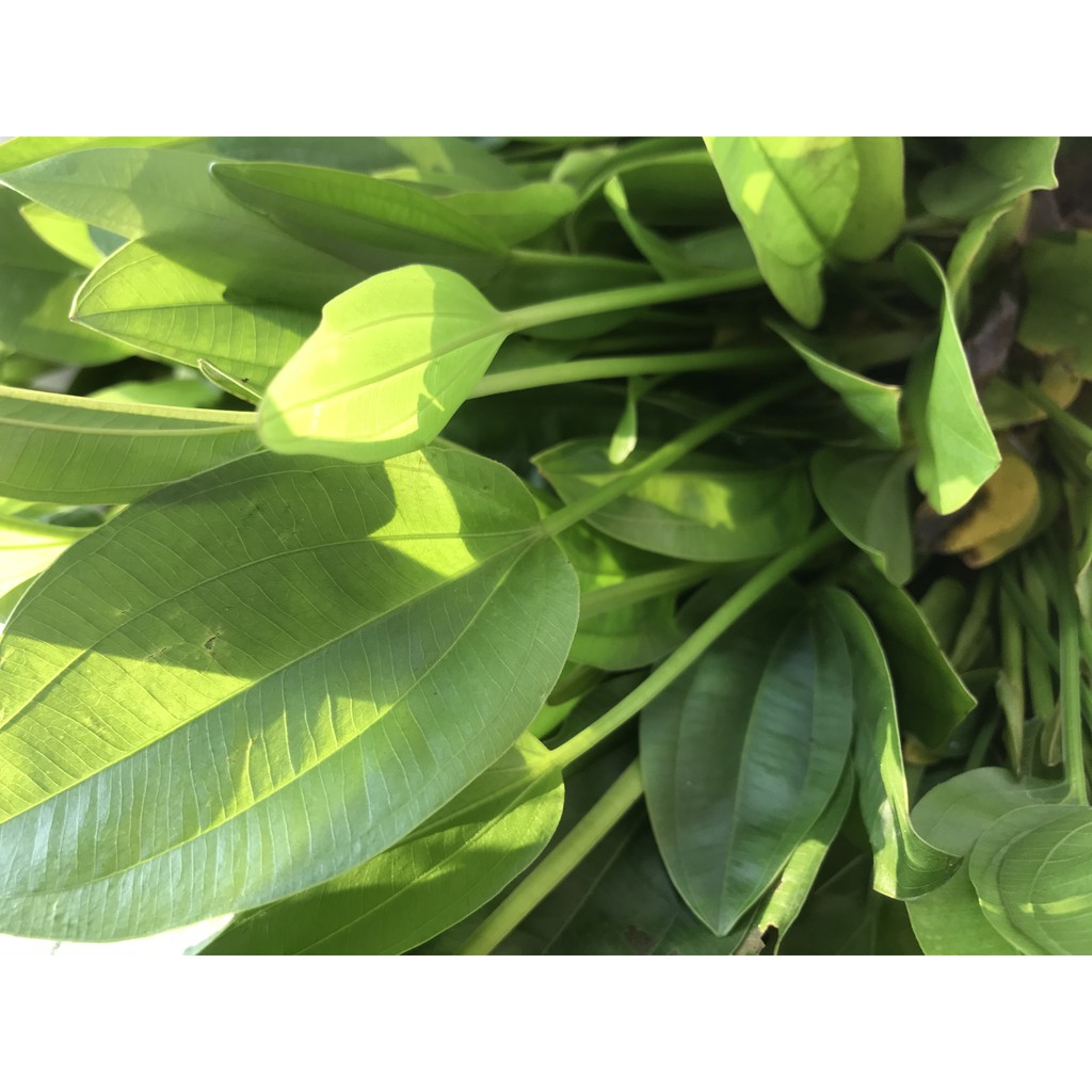 BÁCH THỦY TIÊN (Lan nước thủy sinh), cây cảnh đẹp dễ trồng