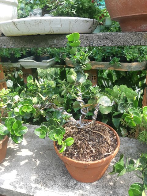 Cây siro Đài Loan bonsai TẶNG CHẬU